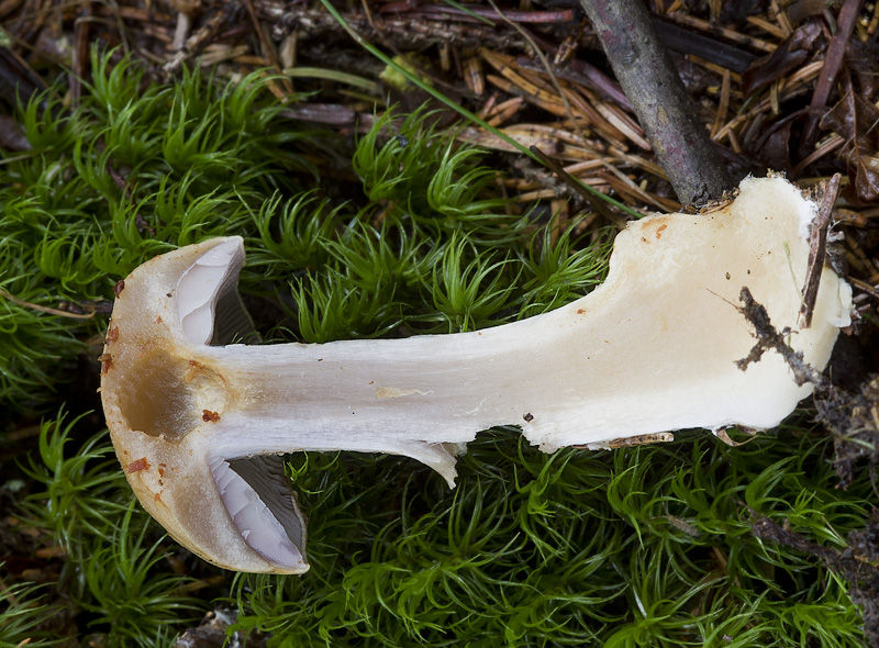 Cortinarius anomalochrascens